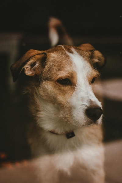 Brown hair and white dog
